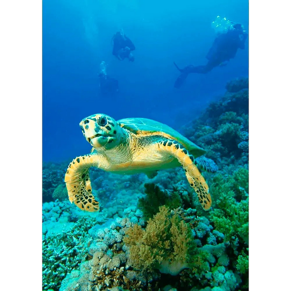 Turtles - 3 different 3D Magnets Popular Combo for Savings