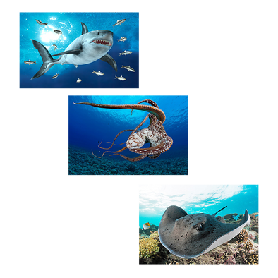 Marine Life Creatures  - 3 different 3D Magnets Popular Combo for Savings