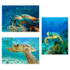 Turtles - 3 different 3D Magnets Popular Combo for Savings