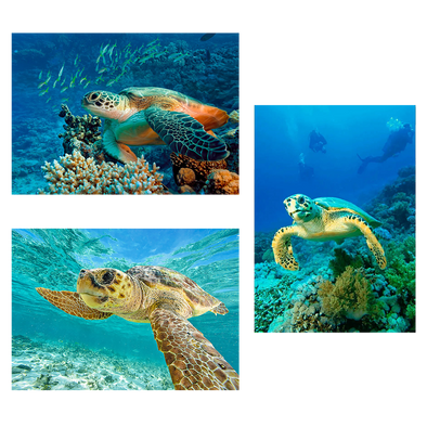 Turtles - 3 different 3D Magnets Popular Combo for Savings