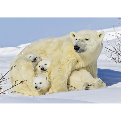 Polar Bear mother with cubs 2 - 3D Lenticular Postcard Greeting Card - NEW