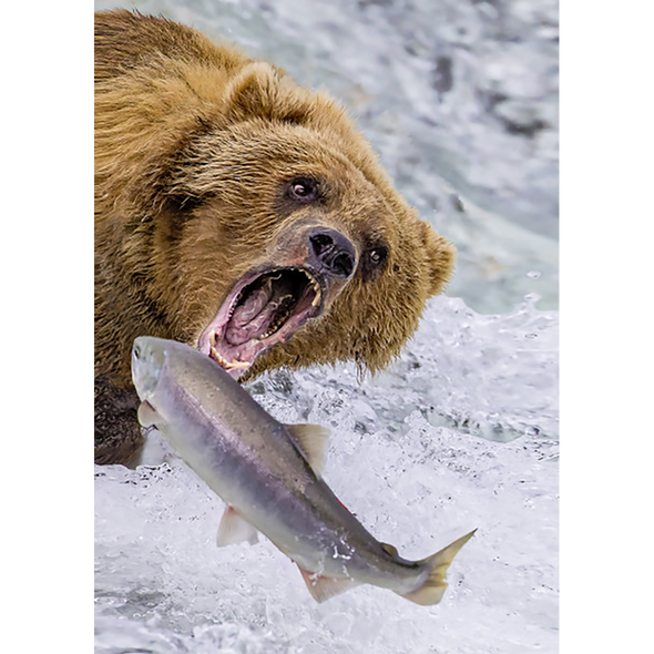 Grizzly Bear catching salmon 2 - 3D Lenticular Postcard Greeting Card - NEW