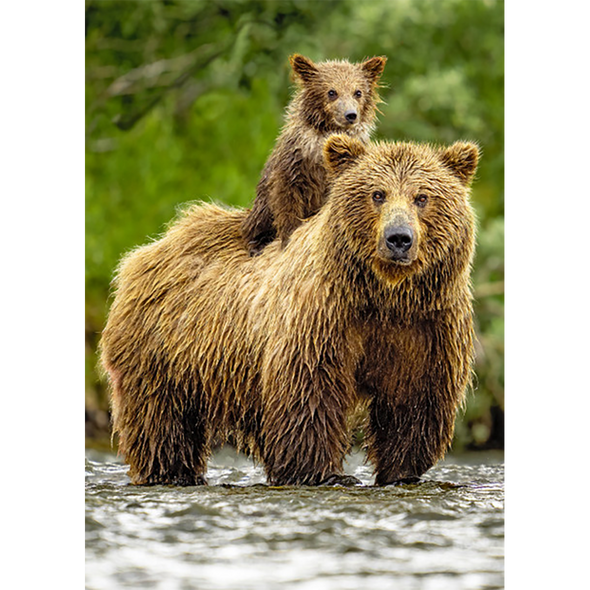 Brown Bear and Cub 2 - 3D Lenticular Postcard Greeting Card - NEW
