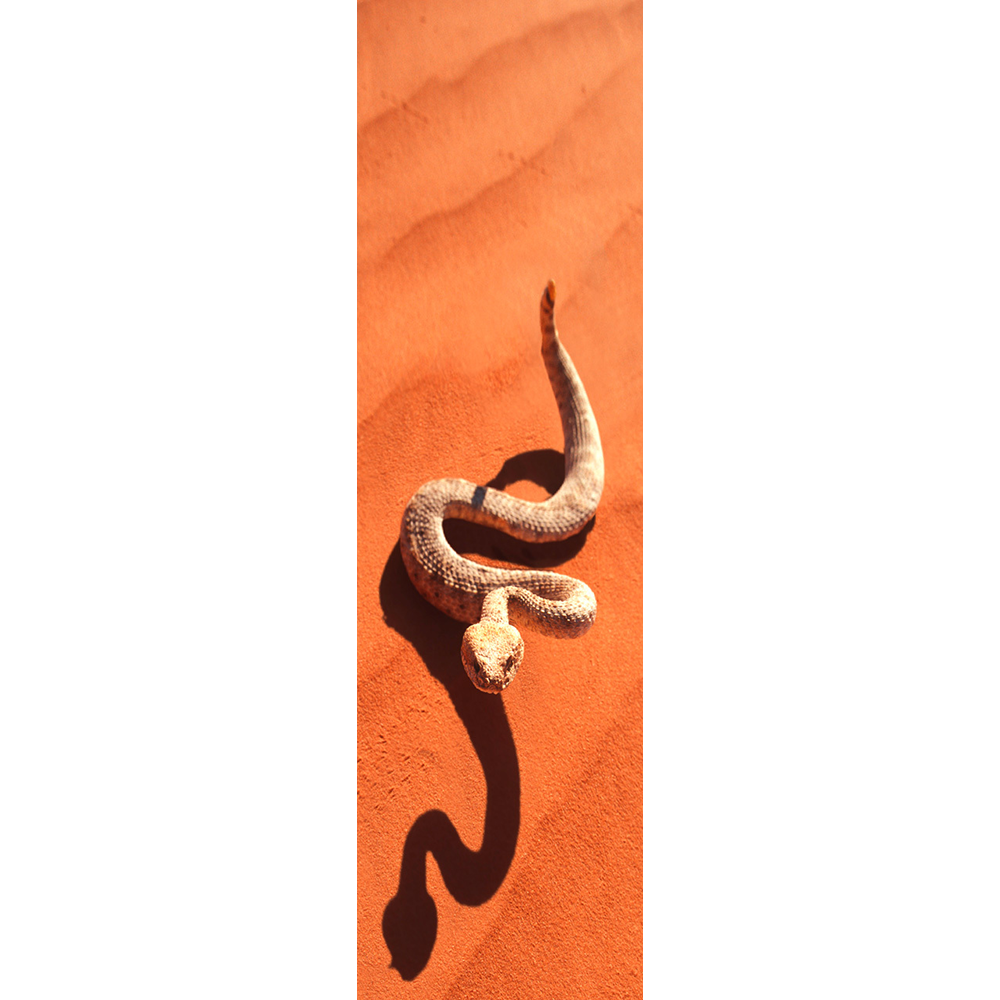 SIDEWINDER SNAKE - 3D Lenticular Bookmark – worldwideslides