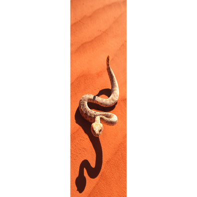 SIDEWINDER SNAKE - 3D Lenticular Bookmark