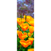 CALIFORNIA POPPIES - 3D Clip-On Lenticular Bookmark