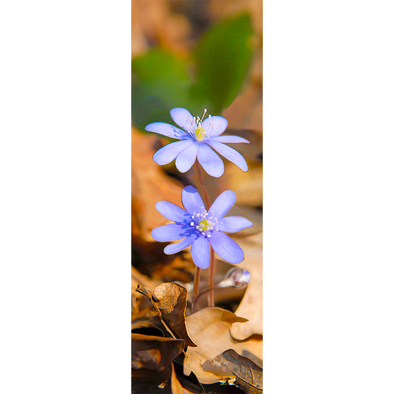 COMMON HEPATICA - 3D Clip-On Lenticular Bookmark