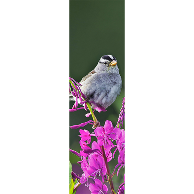 RUFOUS HUMMINGBIRD - 3D Lenticular Bookmark