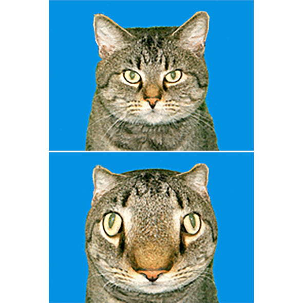 2 Humorous Cats - 3D Animated Flip Lenticular Postcards- NEW