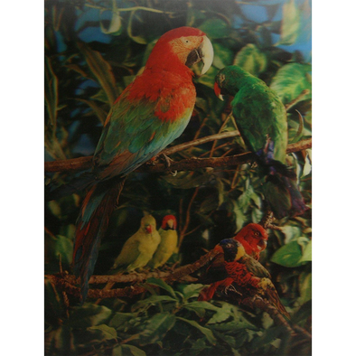 Parrot - 3D Lenticular Poster - 12 X 16