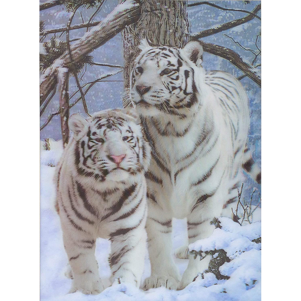 White Tiger - 3D Lenticular Poster - 12x16 Print