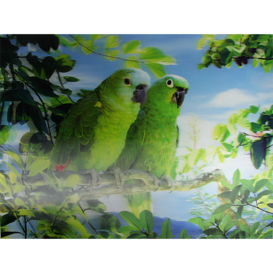 Pair of green PARROTS - 3D Lenticular Poster - 12x16 Print