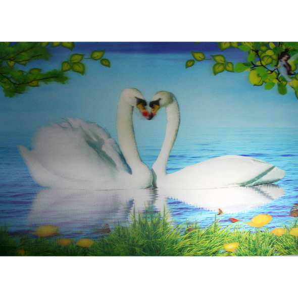 Pair of White Swans making a heart shape - 3D Lenticular Poster - 12x16 Print
