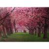 Seasons Trees -  Triple Views - 3D Action Lenticular Poster - 12x16 - 3 Prints in 1