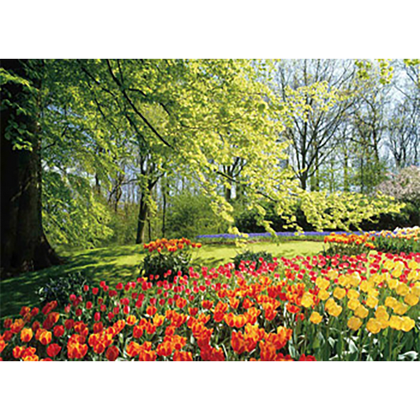 Tulip Floral Garden Peaceful and Tranquil - 3D Lenticular Poster - 12x16 Print