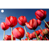 2 Tulips - 3D Lenticular Gift Tags Cards - NEW