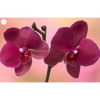 2 Flowers - Armeria & Orchid - Motion Lenticular Gift Tags Cards - NEW