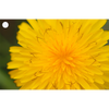 2 Beautiful Flowers - Gerbera & Hawkweed - 3D Lenticular Gift Tags Cards - NEW