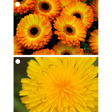 2 Beautiful Flowers - Gerbera & Hawkweed - 3D Lenticular Gift Tags Cards - NEW