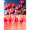 2 Tulips - 3D Lenticular Gift Tags Cards - NEW