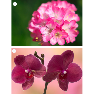 2 Flowers - Armeria & Orchid - Motion Lenticular Gift Tags Cards - NEW