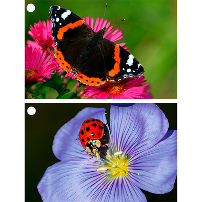 Lady Bug and Butterfly - 2  3D Lenticular Gift Tags Cards - NEW