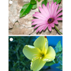 2 Flowers -  African Daisy & Primrose - Motion Lenticular Gift Tags Cards - NEW