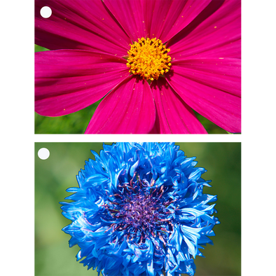 Flowers - Cornflower & Aster - 2 Motion Lenticular Gift Tags Cards - NEW