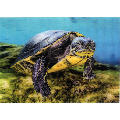 River Cooter - 3D Lenticular Postcard Greeting Card - NEW