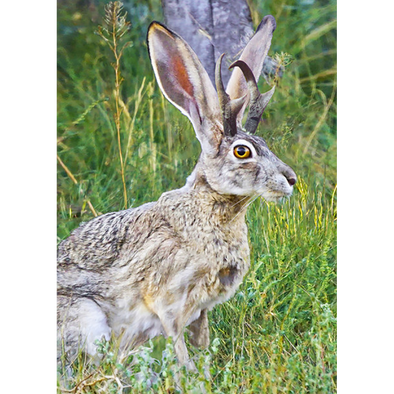 Jackalope  - 3D Lenticular Postcard Greeting Card - NEW