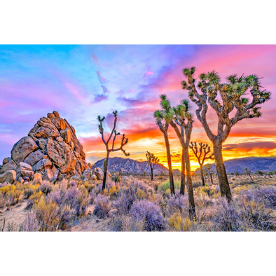 Joshua Tree Sunset 2 - 3D Lenticular Postcard Greeting Card - NEW