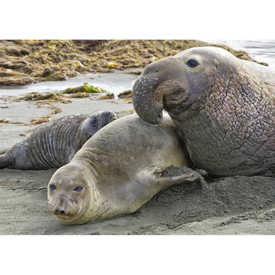 Elephant seal - 3D Lenticular Postcard Greeting Card - NEW