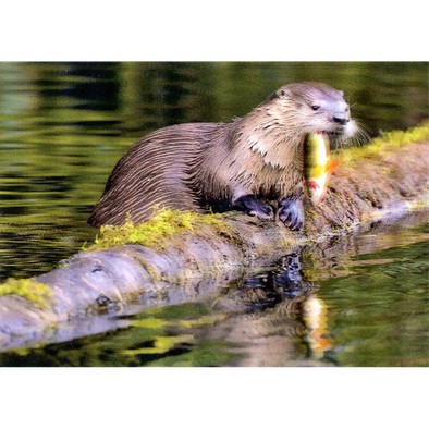 River Otter - 3D Lenticular Postcard Greeting Card - NEW