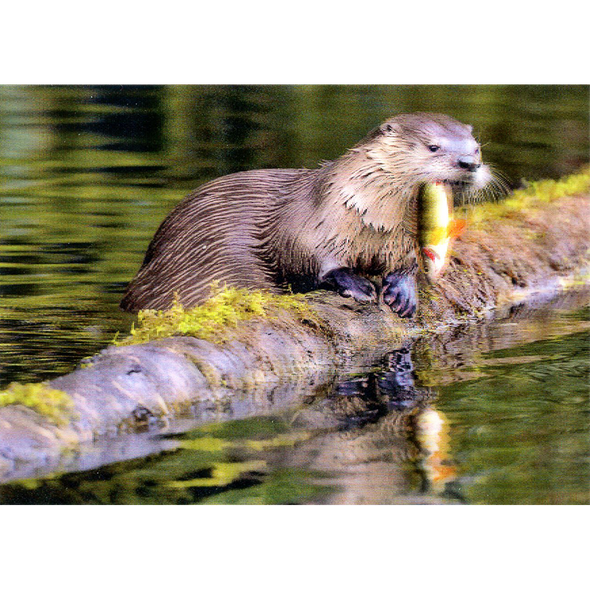 River Otter - 3D Lenticular Postcard Greeting Card - NEW