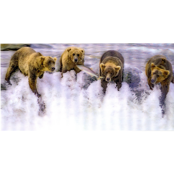 Grizzly Bears Fishing - 3D Lenticular Oversize-Postcard Greeting Card - NEW