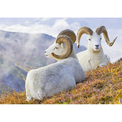 Dall Sheep - 3D Lenticular Postcard Greeting Card - NEW