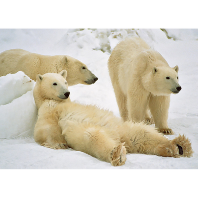 Polar Bears Relaxing - 3D Lenticular Postcard Greeting Card - NEW