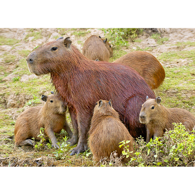 Capybara with pups - 3D Lenticular Postcard Greeting Card - NEW