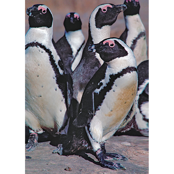 African Penguins - 3D Lenticular Postcard Greeting Card - NEW