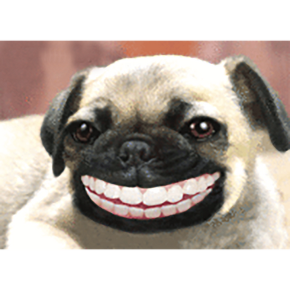 Pug- Smiling, Pug in a Bike - 2 Humorous Postcards 3D Lenticular