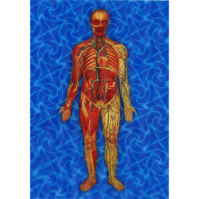 Man's Body Anatomical - Animated - 3D Lenticular Postcard Greeting card - NEW