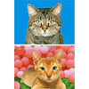 2 Humorous Cats - 3D Animated Flip Lenticular Postcards- NEW
