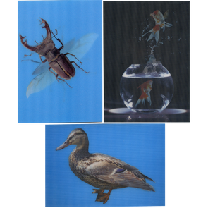 3 - Duck, Gold Fish, Beetle - 3D Lenticular Postcards  Greeting Cards