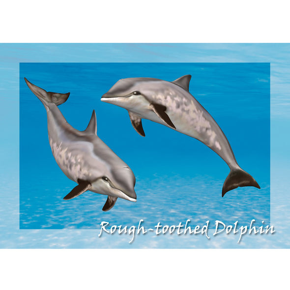 Rough Toothed Dolphin - 3D Lenticular Postcard Greeting Card