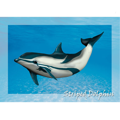 Striped Dolphin - 3D Lenticular Postcard Greeting Card