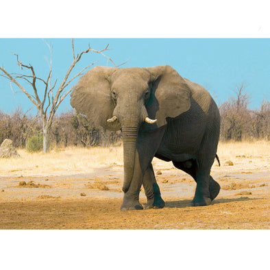 African Bush Elephant - 3D Lenticular Postcard Greeting Card