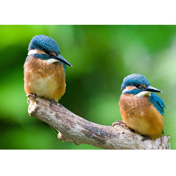 Kingfishers - 3D Lenticular Postcard Greeting Card