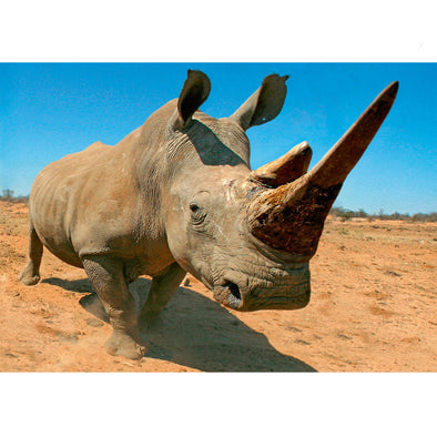 Rhinoceros - 3D Lenticular Postcard Greeting Card