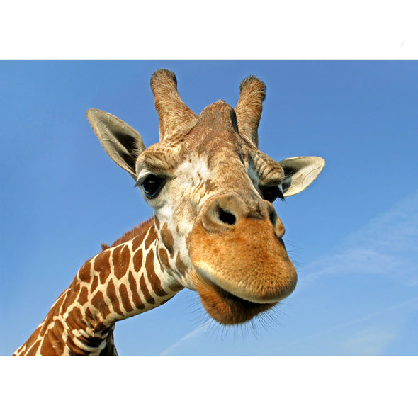 Giraffe - 3D Lenticular Postcard Greeting Card
