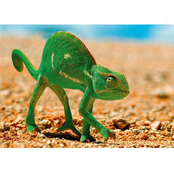 Chameleon - 3D Lenticular Postcard Greeting Card